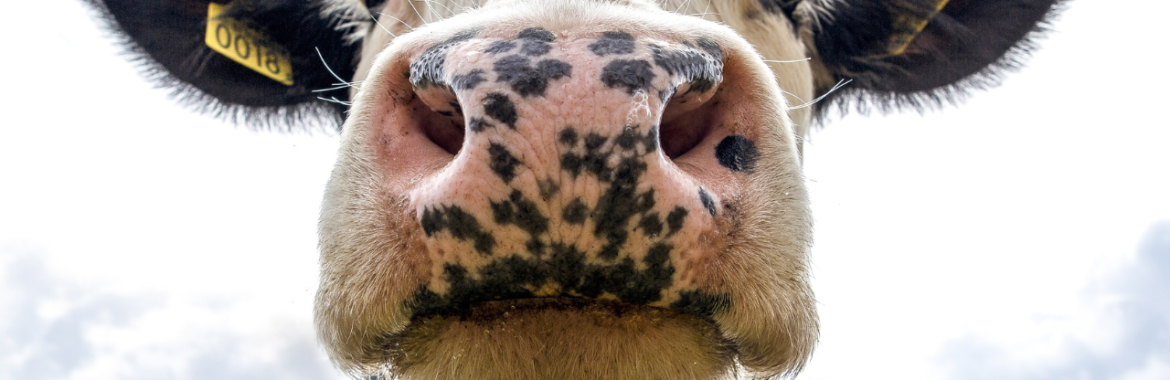 A Revolução da Carne Cultivada: Impactos e Realidade da Pecuária Brasileira